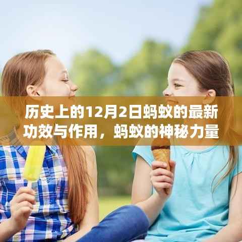 蚂蚁的神秘力量与温馨故事,12月2日的历史新功效与作用揭秘,友谊与陪伴的力量