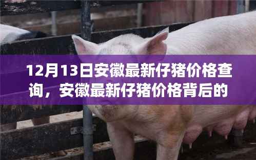 安徽最新仔猪价格行情及背后自然美景探索揭秘