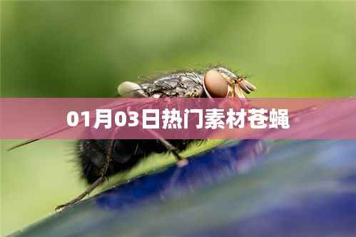 热门素材苍蝇,揭秘苍蝇背后的故事