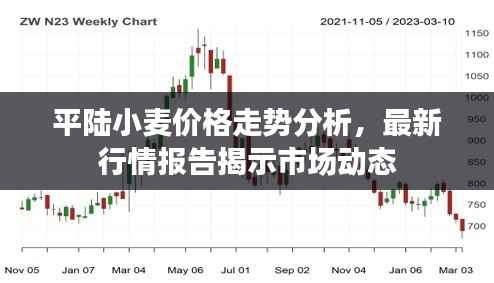 平陆小麦价格走势分析,最新行情报告揭示市场动态