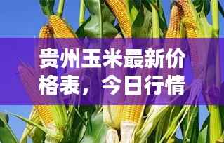 贵州玉米最新价格表,今日行情一网打尽!