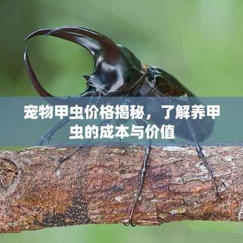 宠物甲虫价格揭秘，了解养甲虫的成本与价值